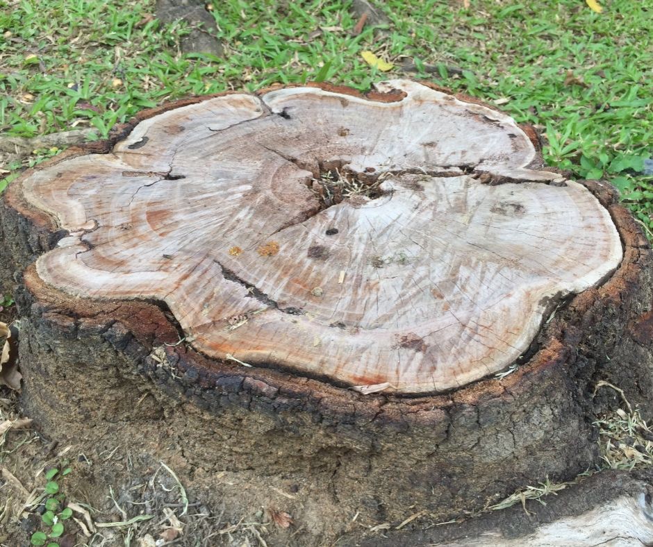 Stump Removal and Grinding Service in Frankston