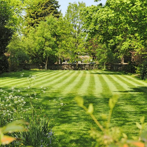 Perfect lawn mowing job in Mornington  