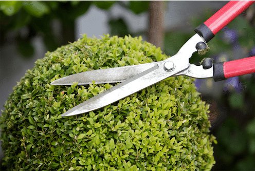 Hedging a bush with hand cutters in Frankston Victoria