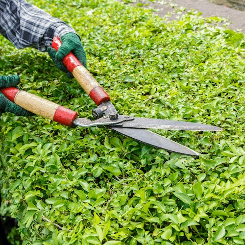 Cutting a bush with hand trimmer in Frankston Victoria