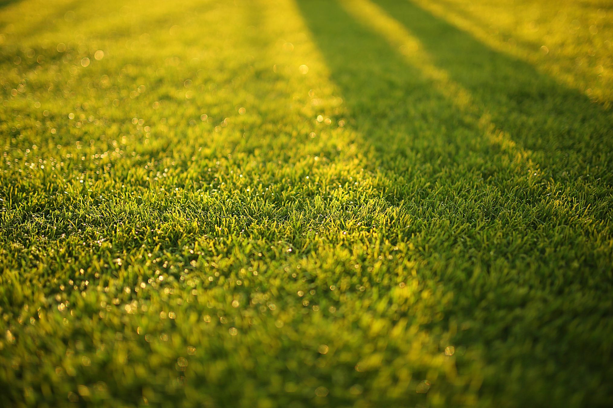 Perfect Lawn Mow on a soccer field in Frankston