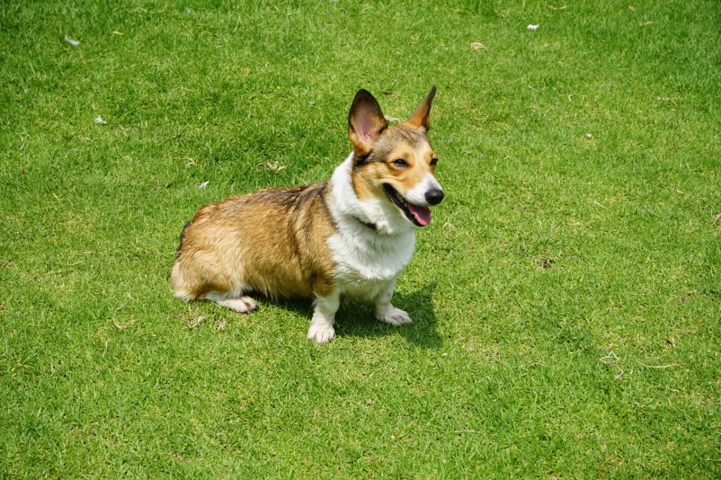 Charlie on a beautiful mowed lawn in Rosebud