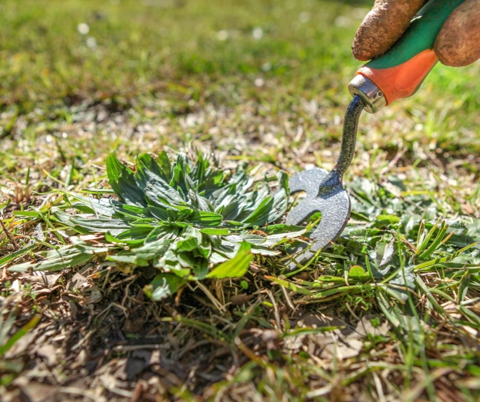 Weed removal from lawn in Frankston