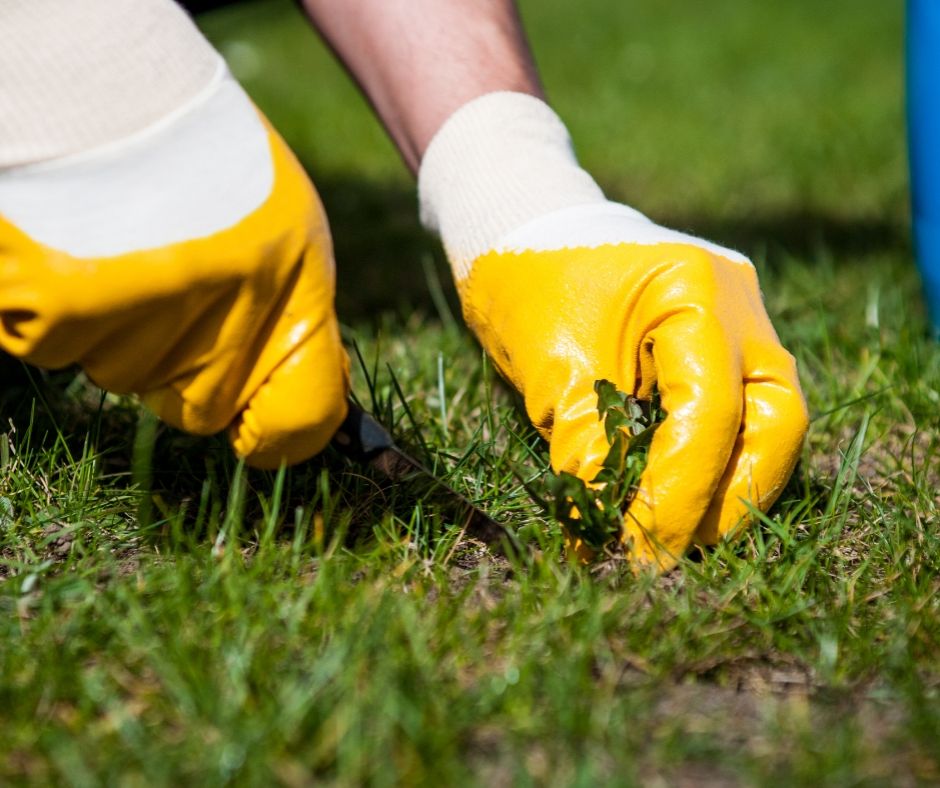 Weed removal in Frankston