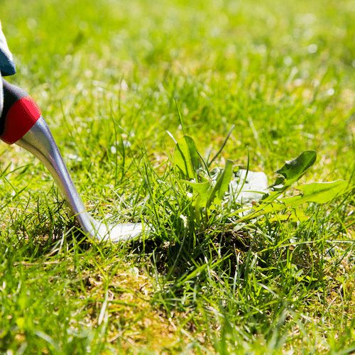 Weed removal service in Frankston